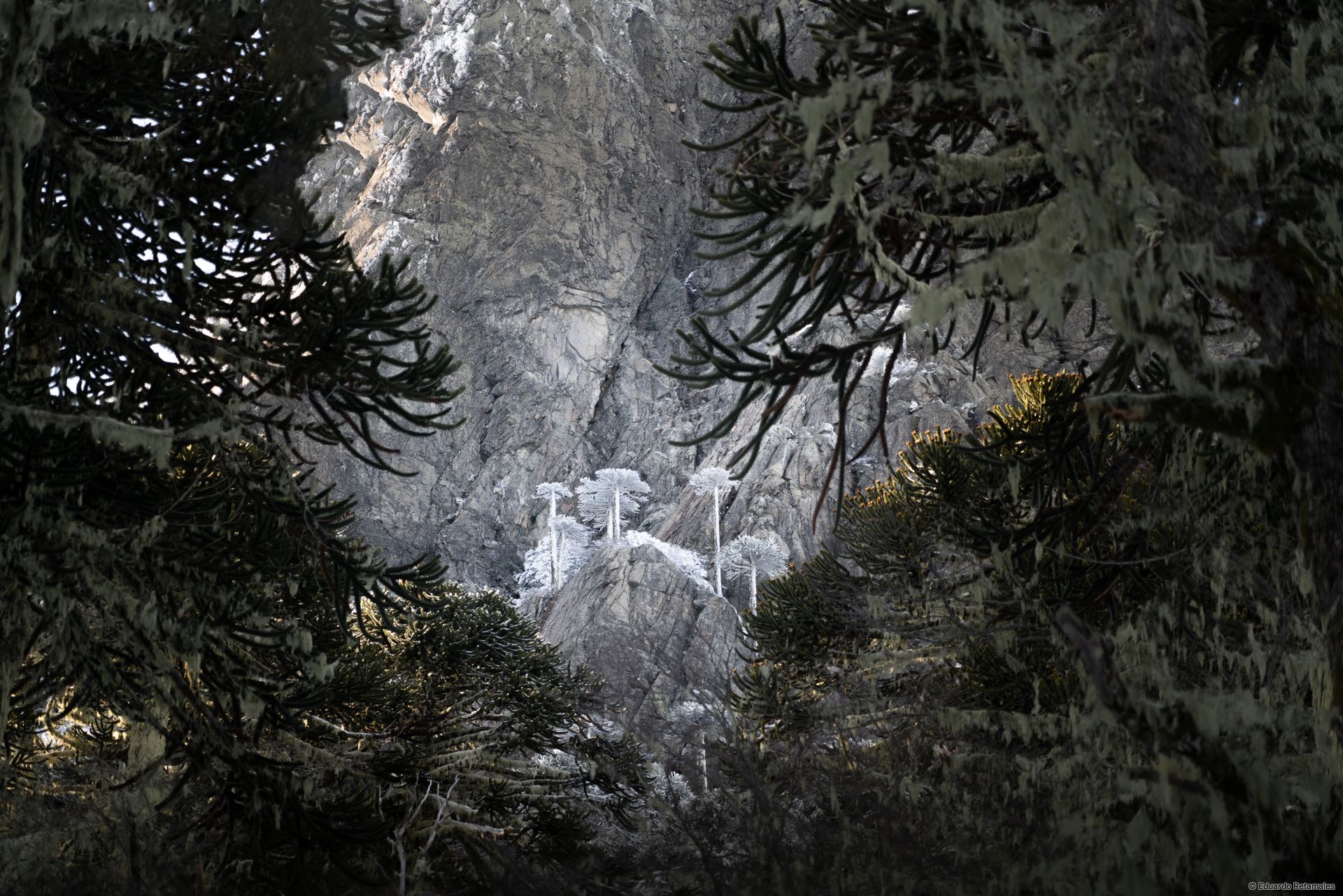 Frozen araucarias on Las Peinetas monutain